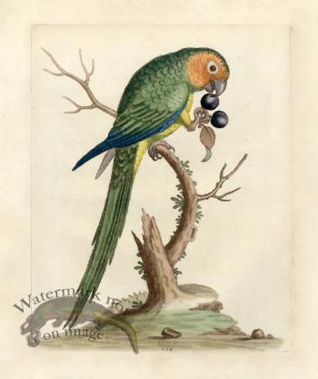 Edwards Parrot 12.jpg